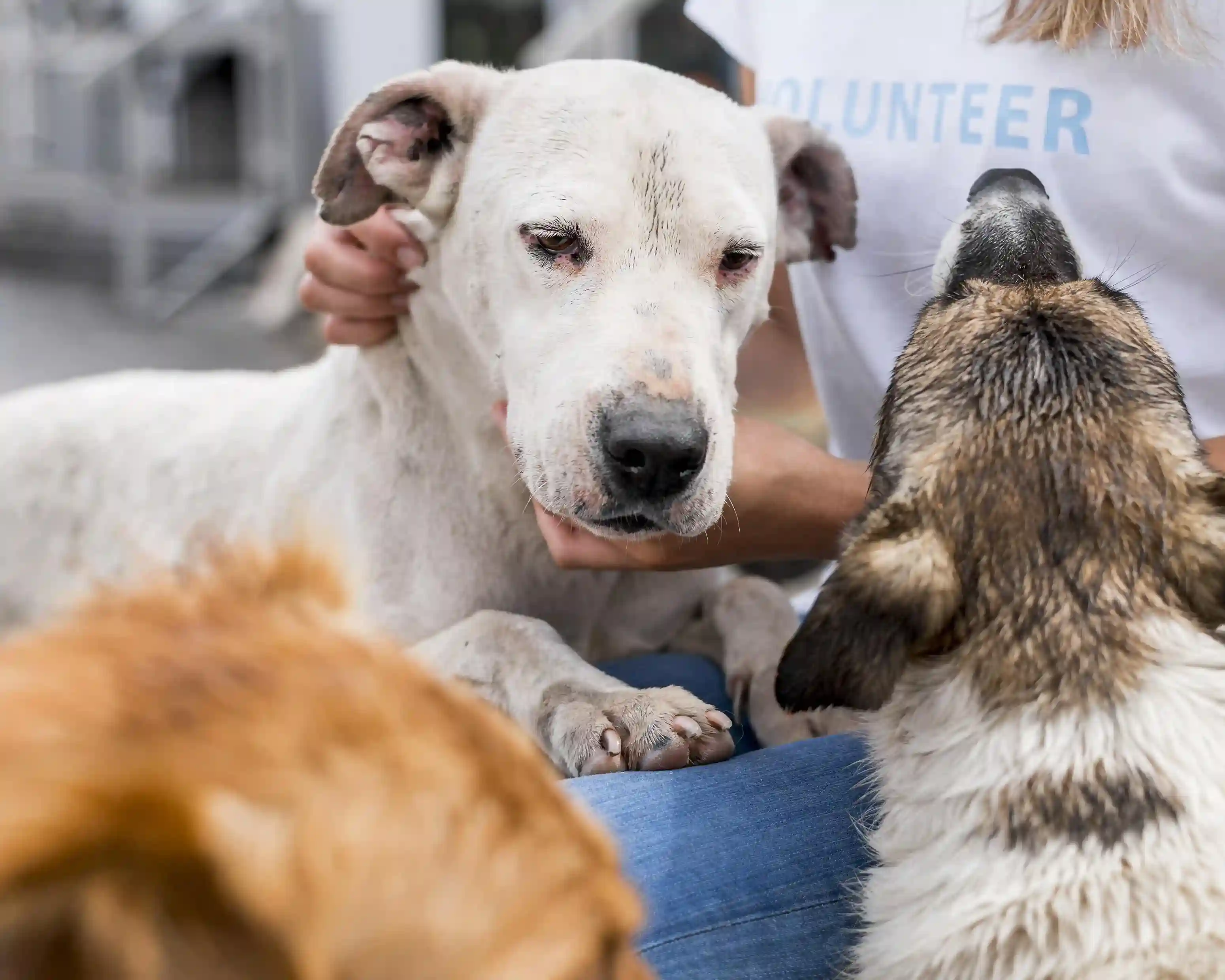 Animal Care