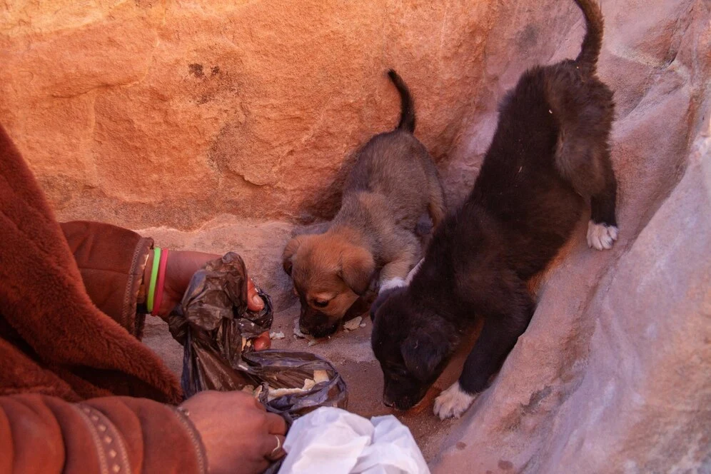 Animal Adoption Programs