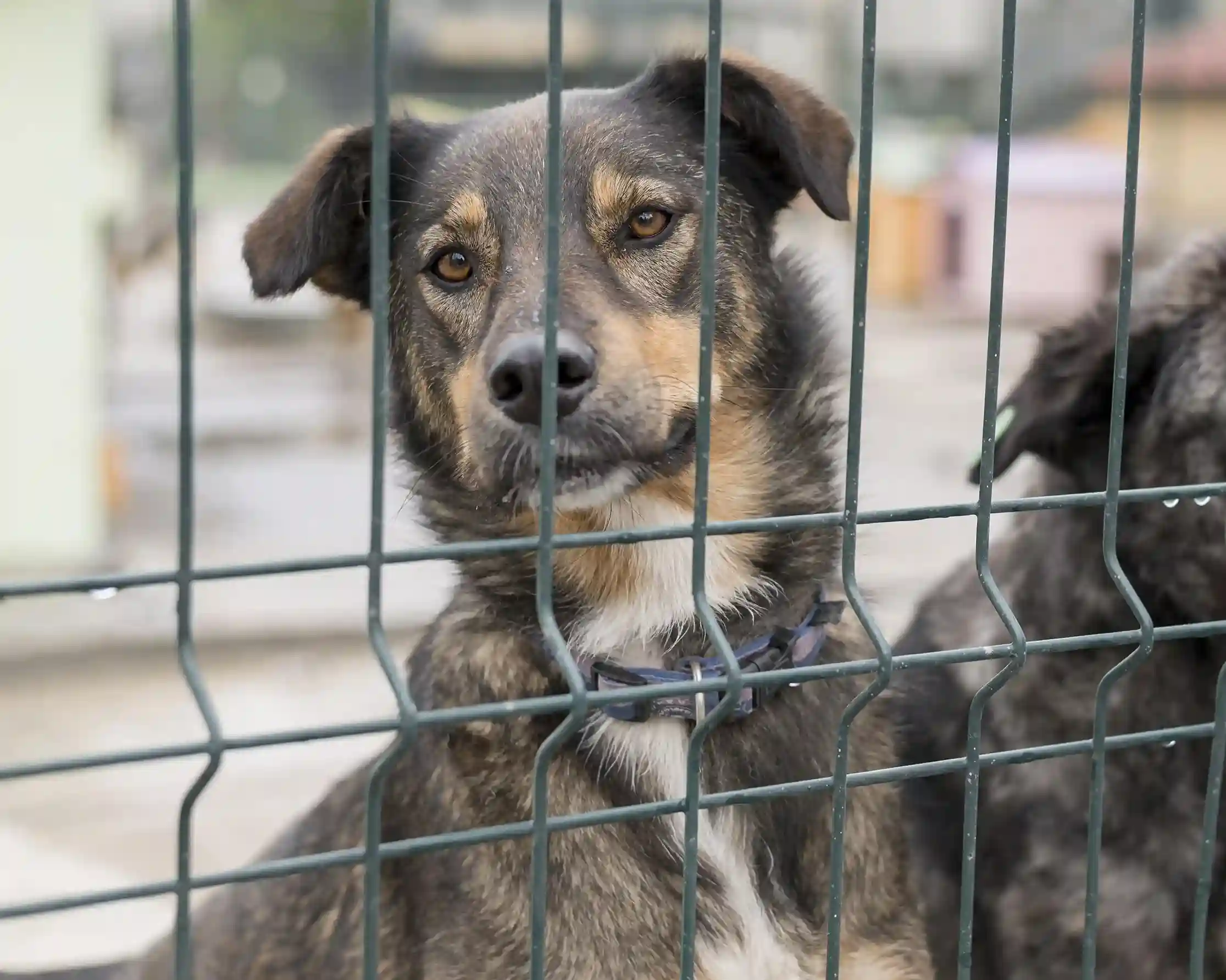 Animal Care Programs