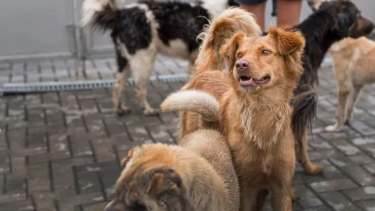 Animal Rescue & Shelter